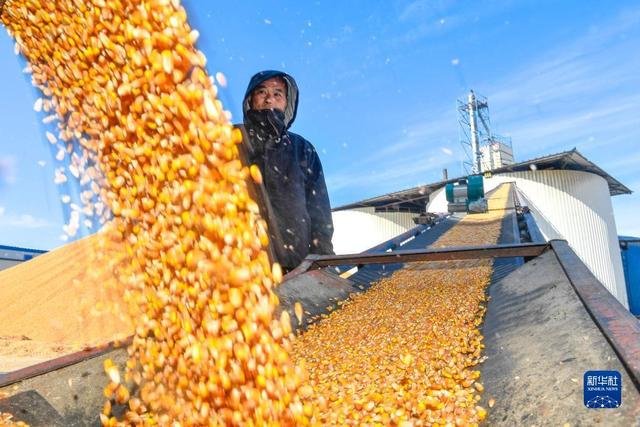 在吉林省公主岭市乐农粮食收储有限责任公司，工作人员通过传送带将玉米转运至存储仓（11月2日摄）。