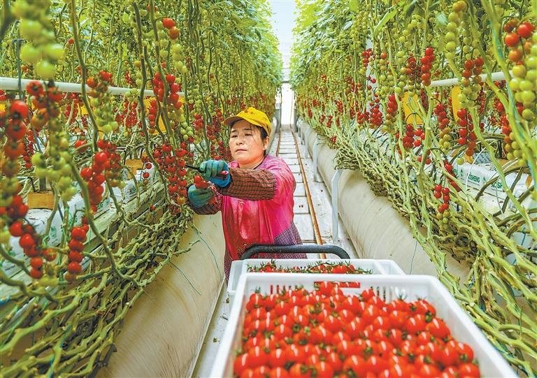 11月12日，平凉市海升超越现代农业智能温室里春意盎然，一串串色泽鲜亮的番茄挂满枝头，工人正忙碌地采摘成熟的果实。新甘肃&middot;甘肃日报通讯员 黄蔚林