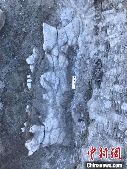 本次研究的化石标本挖掘现场1(图源：?ngel Galobart)。　施普林格&middot;自然 供图 