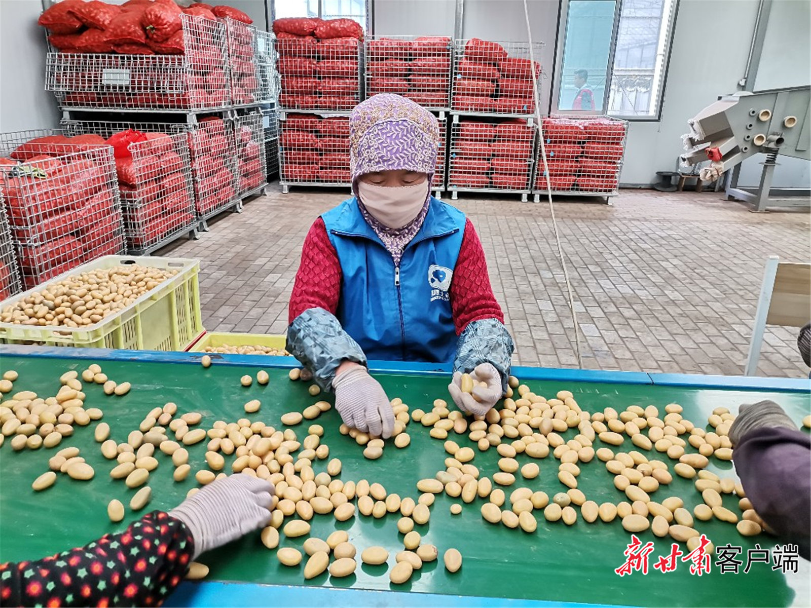 定西马铃薯研究所工人在分拣马铃薯原原种 新甘肃·甘肃日报记者 王朝霞 摄