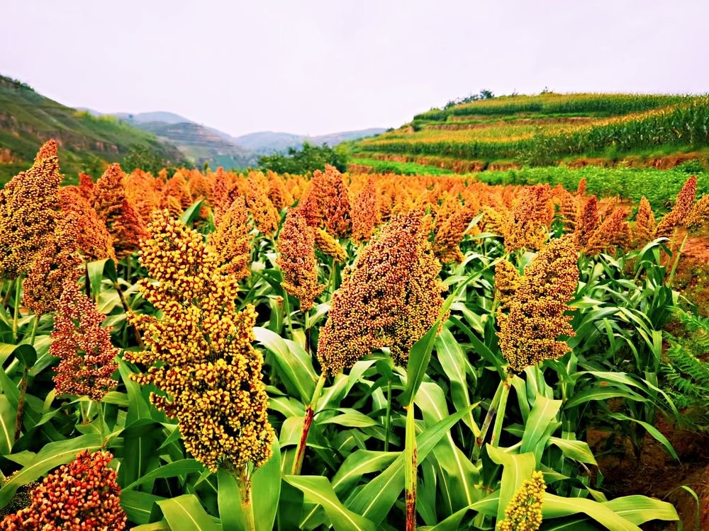 图为陕西省清涧县店则沟镇陈刘家山村已经成熟的高粱。（受访者供图）