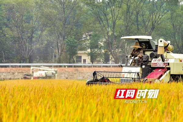 11月4日，娄底市双峰县井字镇白碧村，农民驾驶收割机收割晚稻。
