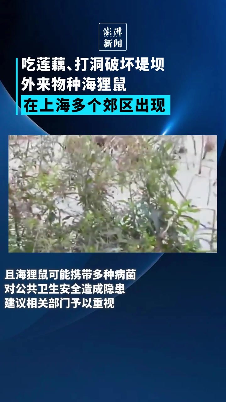 打洞还偷吃！上海多个郊区现外来物种海狸鼠