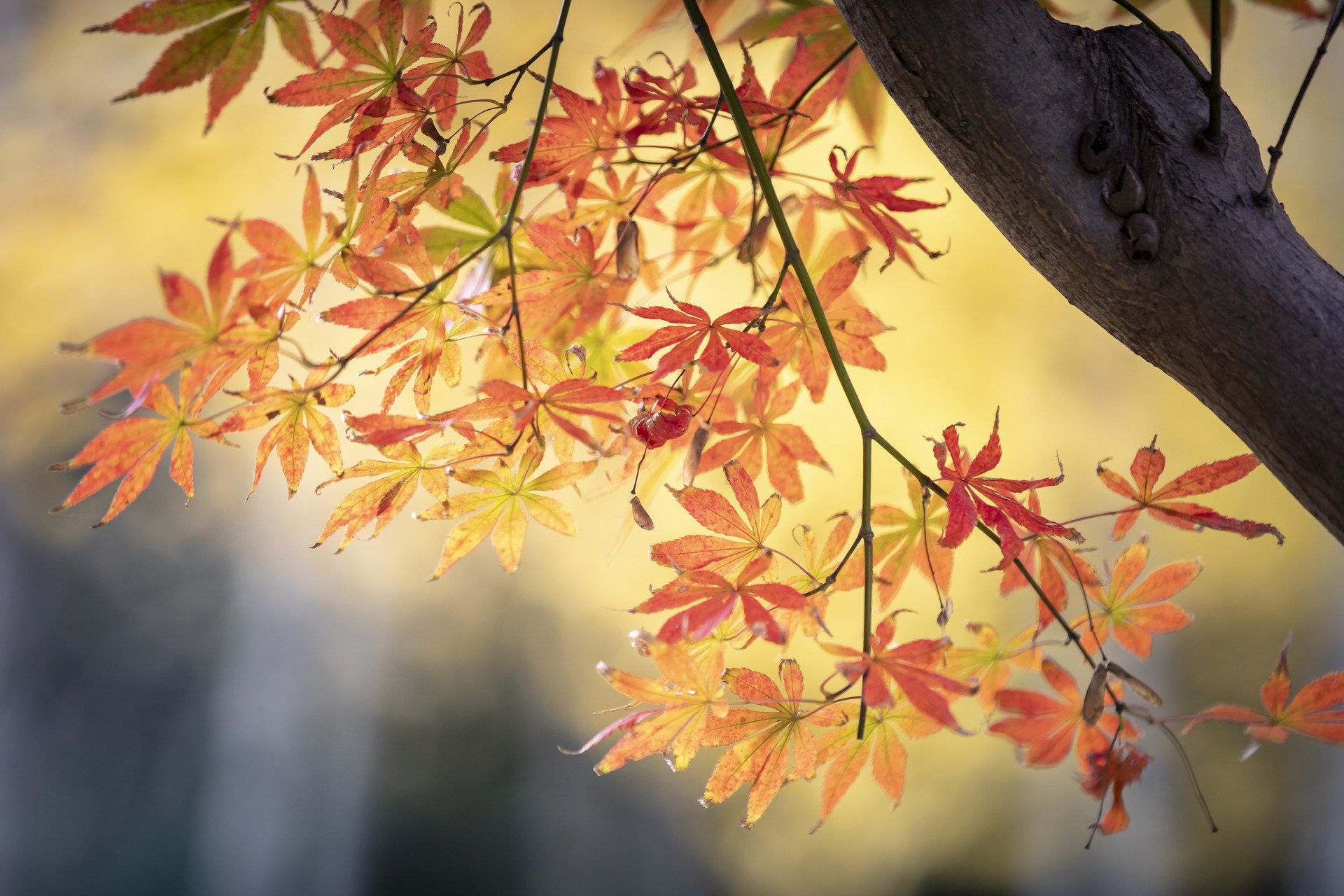 枫林万里红 第五届崂山红叶节推出5条最佳赏叶路线