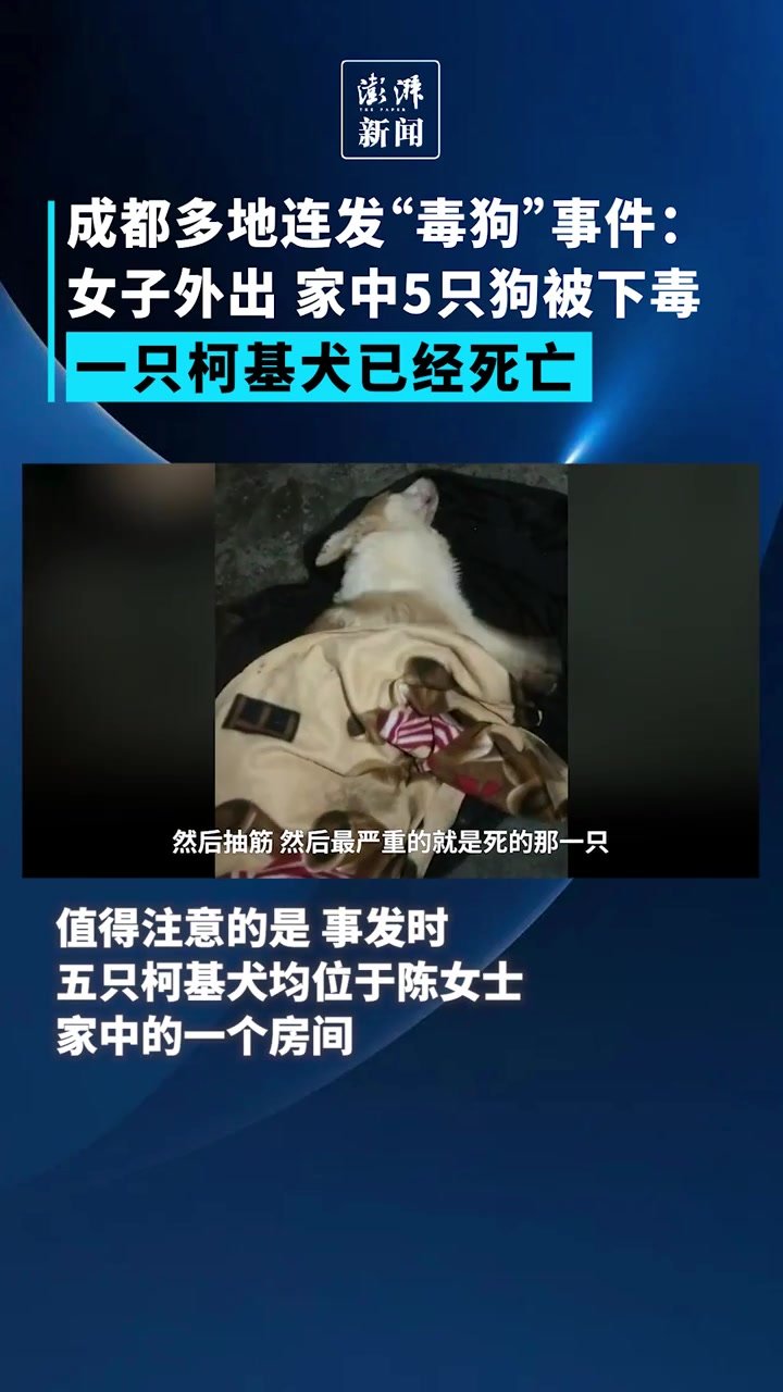 成都多地连发“毒狗”事件：女子外出，家中5狗被下毒