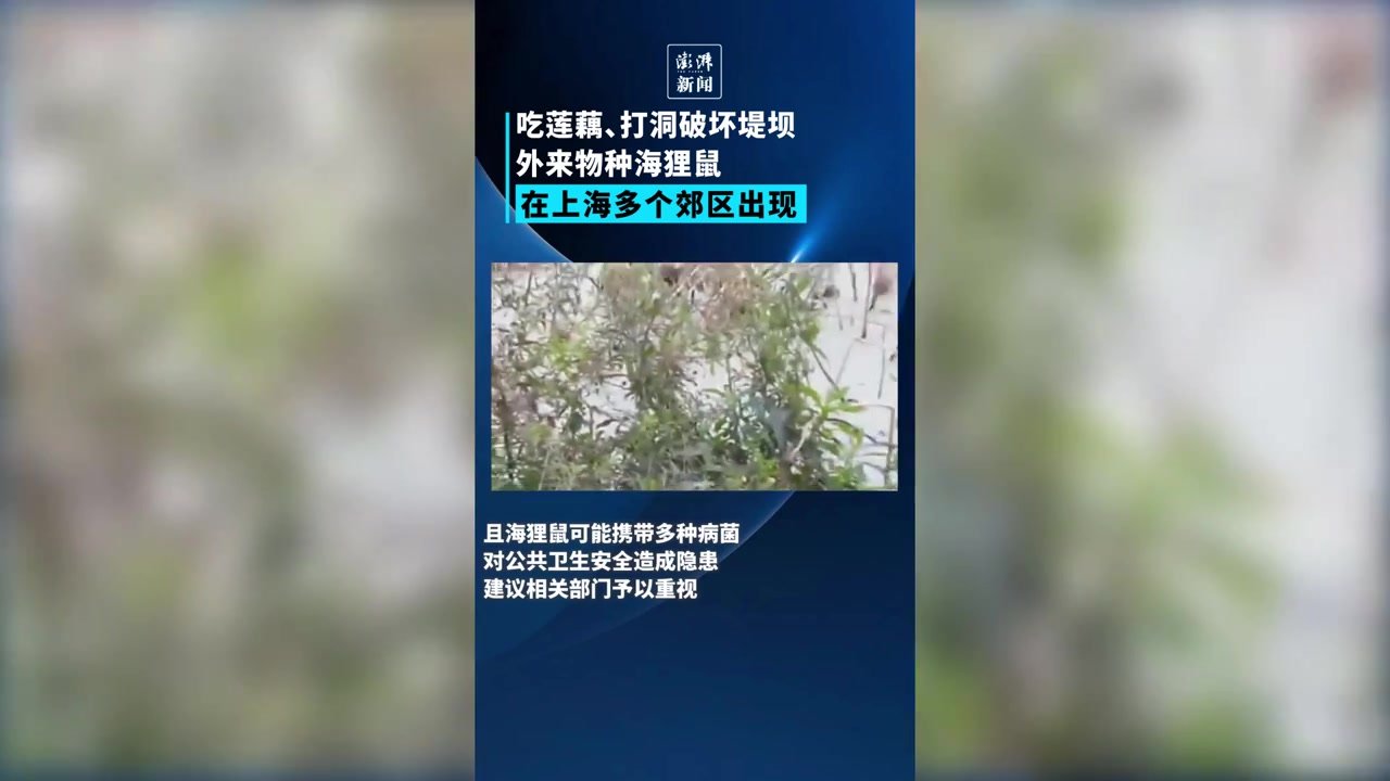 提高警惕！外来物种海狸鼠在上海多个郊区出现