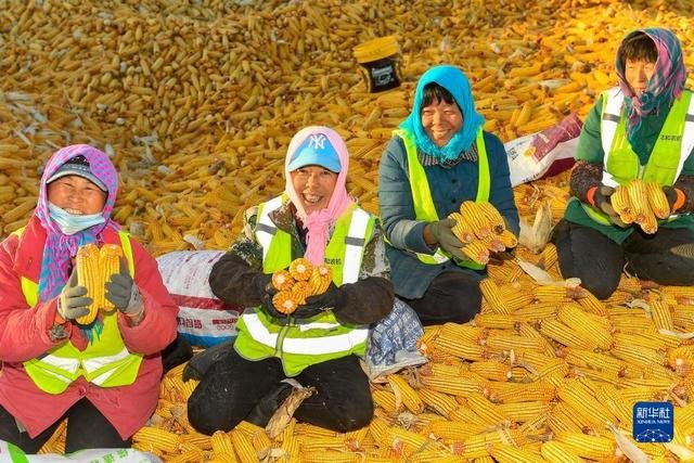 农民在吉林省公主岭市环岭街道土城子村志和农机服务专业合作社内手捧分拣后的玉米（11月1日摄）。