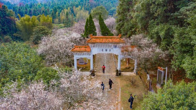 游客在大余县梅关古驿道赏梅花 (叶功富 摄）