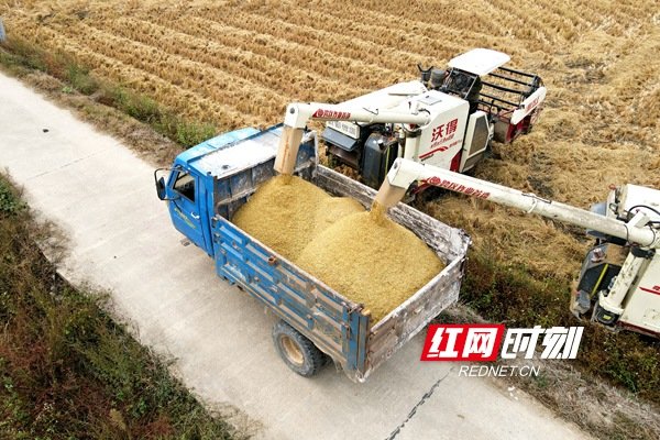 11月4日，娄底市双峰县井字镇白碧村，农民将收割的稻谷装车。