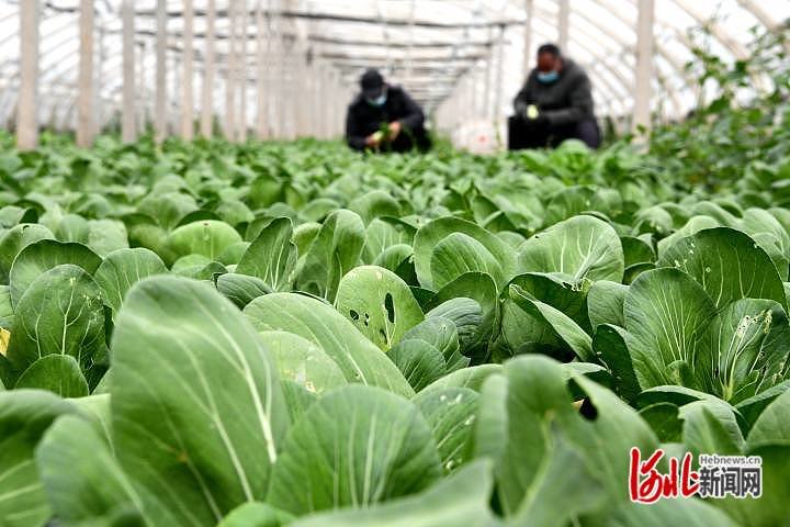11月16日,在石家庄市栾城区柳林屯村五彩园蔬菜种植基地,菜农正在蔬菜大棚里采收油菜。