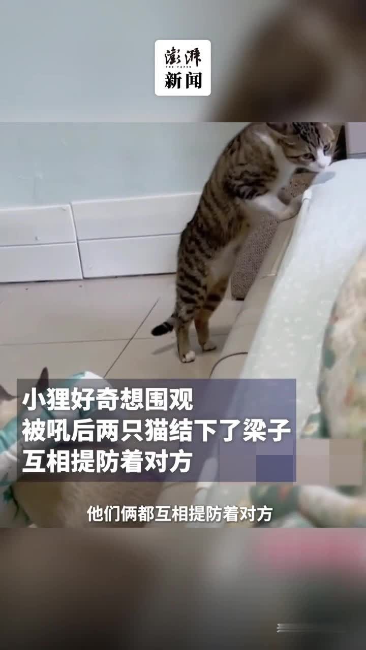 猫咪绝育手术后心情不佳，同伴蹑手蹑脚降低存在感