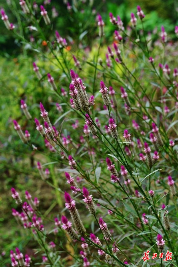 青葙的“红蜡烛”花序可以从秋开到冬。