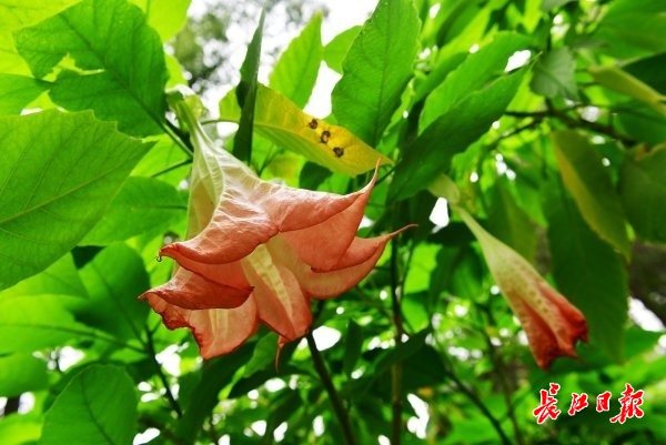 武汉植物园里木本曼陀罗开出橙色的大喇叭花。