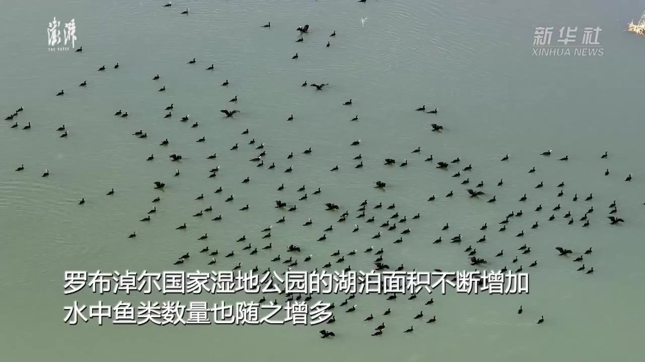 新疆罗布淖尔湿地：百鸟翔集美景如画