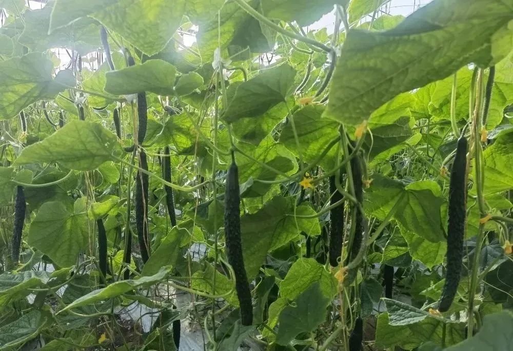 温室大棚种出好“钱景” 瓜州农户走上四季增收致富路