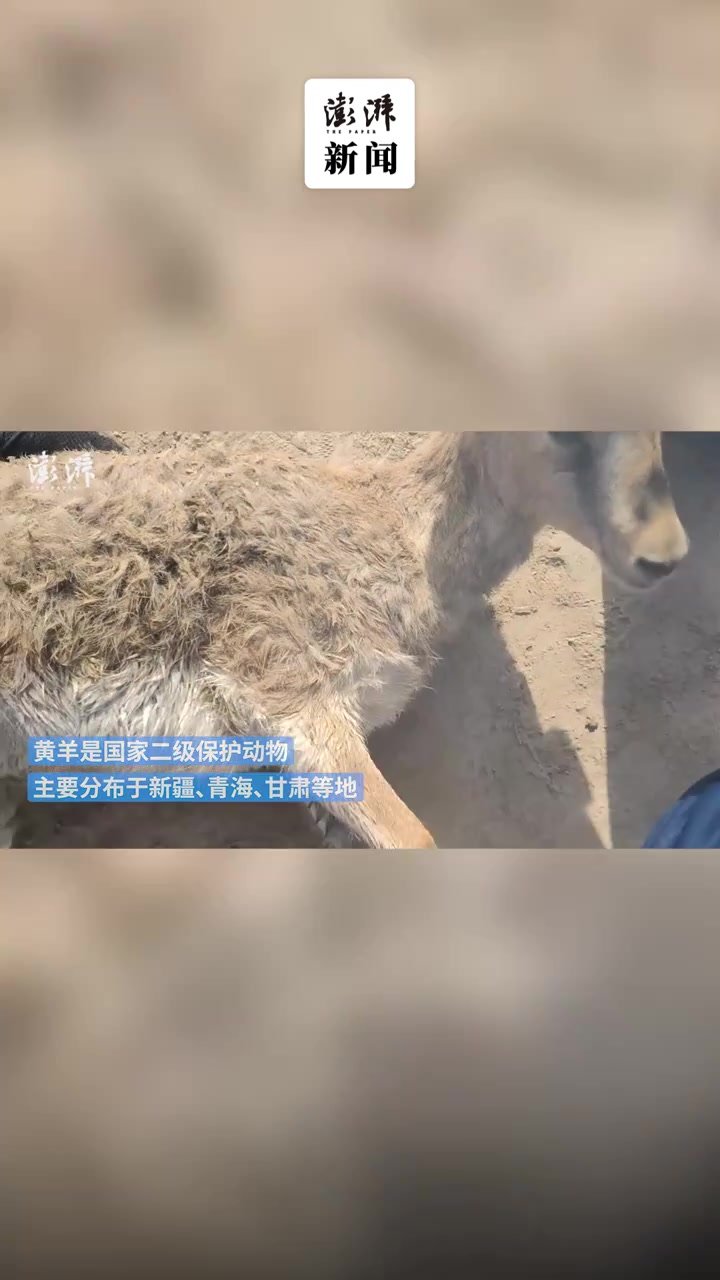 消防员救起水渠冻僵黄羊，烘干皮毛后放生