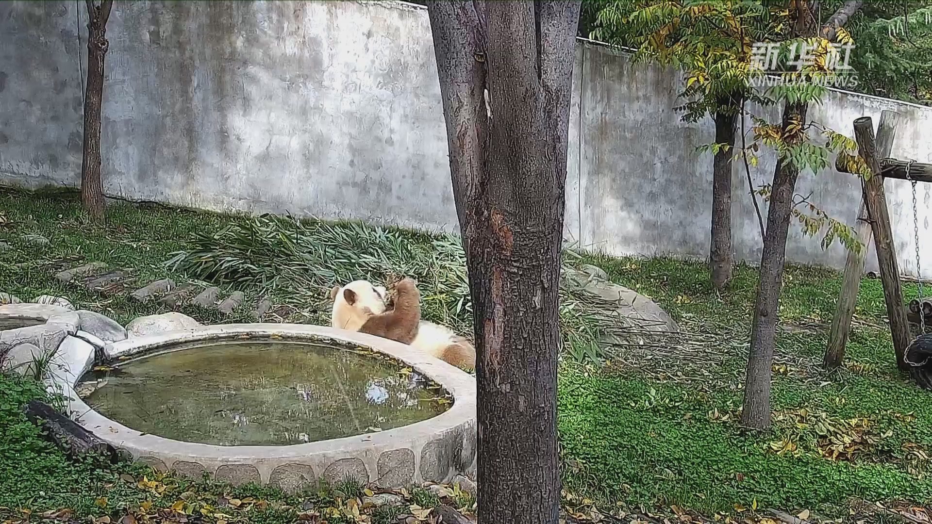 看冬日里大熊猫七仔“锻炼身体”_凤凰网视频_凤凰网