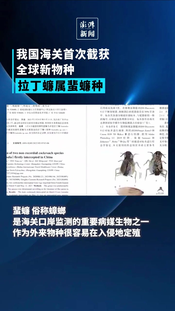 我国海关首次截获全球新物种拉丁蠊属蜚蠊种