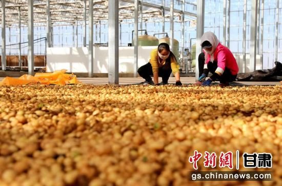 甘肃鼎丰马铃薯种业有限公司科技园，第一批5万平方米马铃薯原原种丰收，工作人员挑拣成熟的良种马铃薯脱毒种薯。窦斌 摄