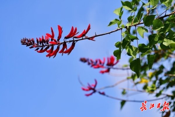 武汉园博园里的龙牙花。