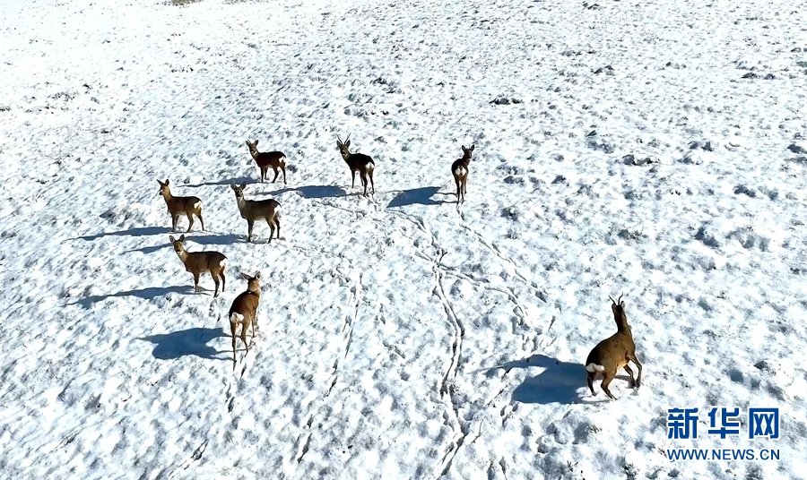 几只狍鹿正在雪地“漫步” 新华网发（王晓泾 摄）