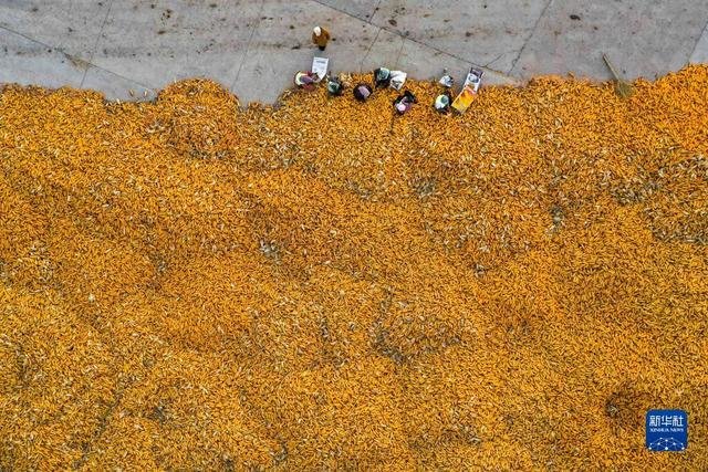 农民在吉林省公主岭市环岭街道土城子村志和农机服务专业合作社内分拣收获的玉米，准备进行下一步的储存工作（无人机照片，11月1日摄）。
