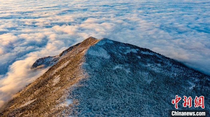 图为朱雀国家森林公园内初冬雪景。　朱雀国家森林公园供图