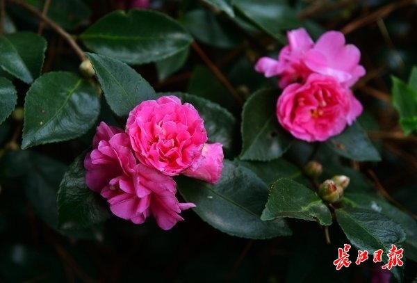武汉植物园里红色的茶梅已经盛开。