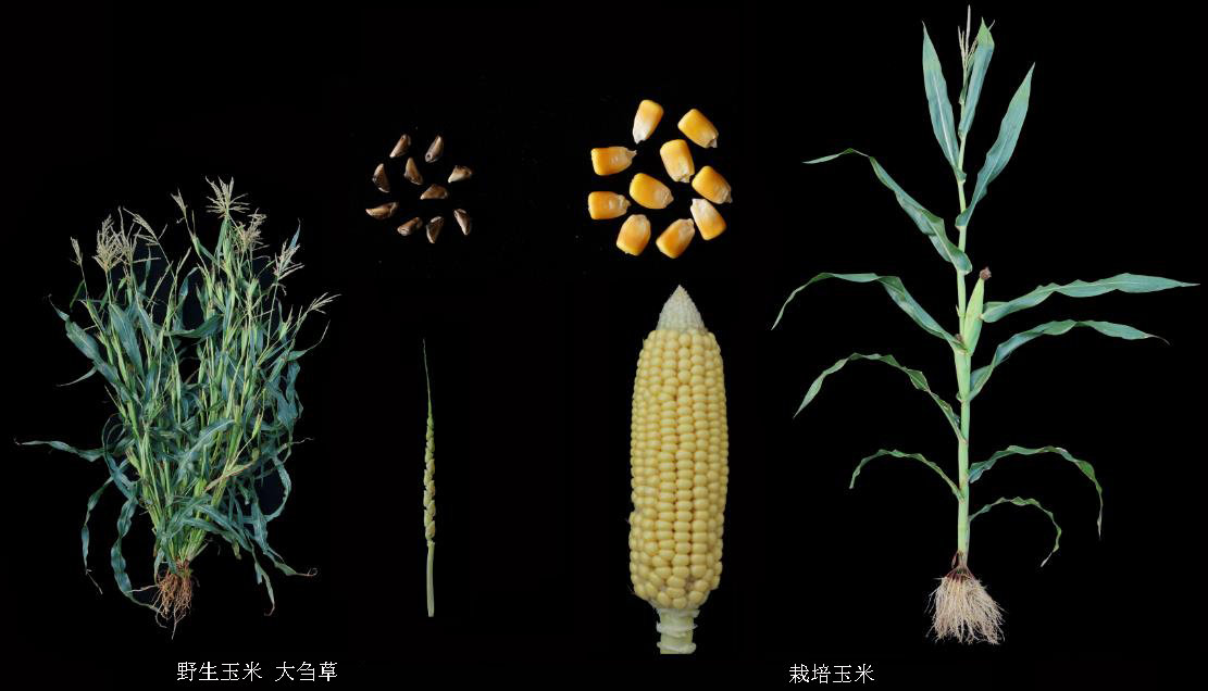 野生玉米大刍草(左)和栽培玉米(右)。