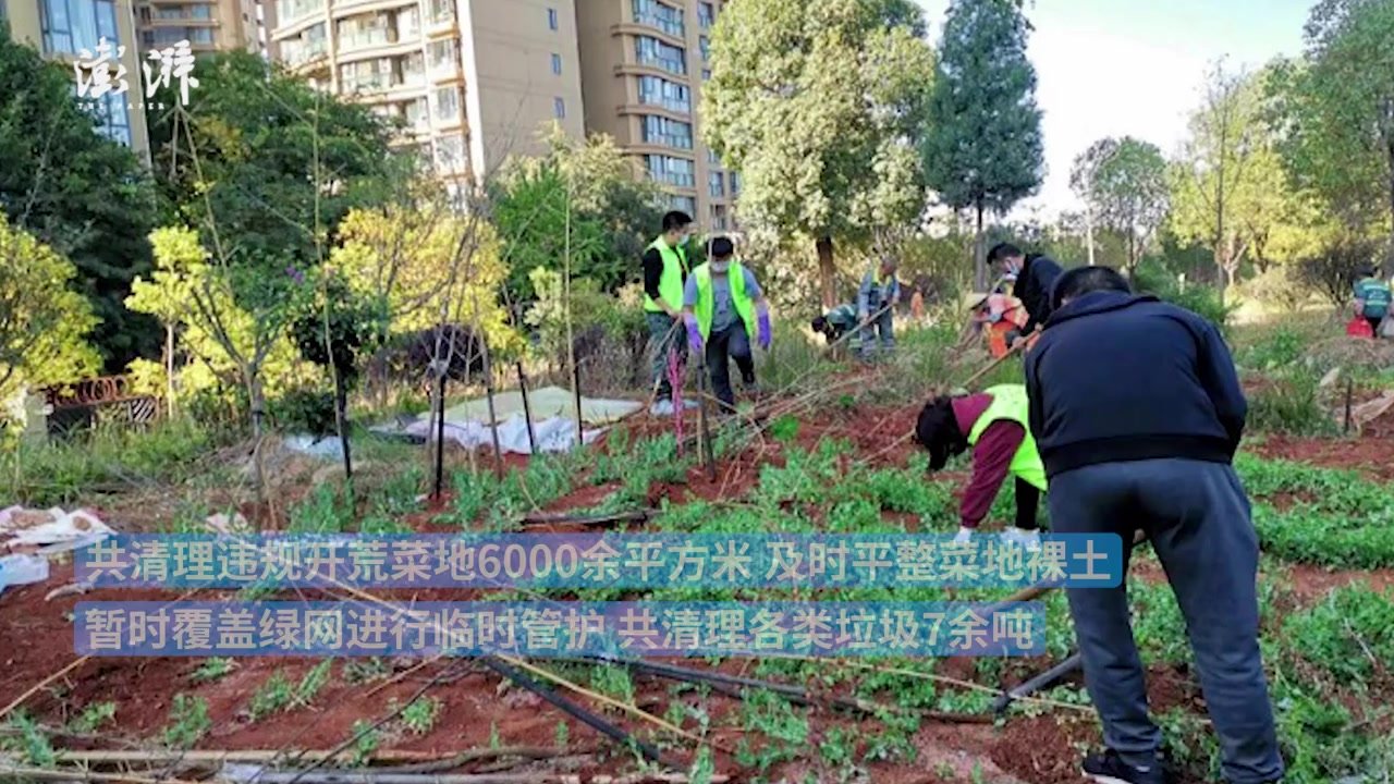 昆明六千平米公共绿化带被开荒种菜，街道：已清理整治