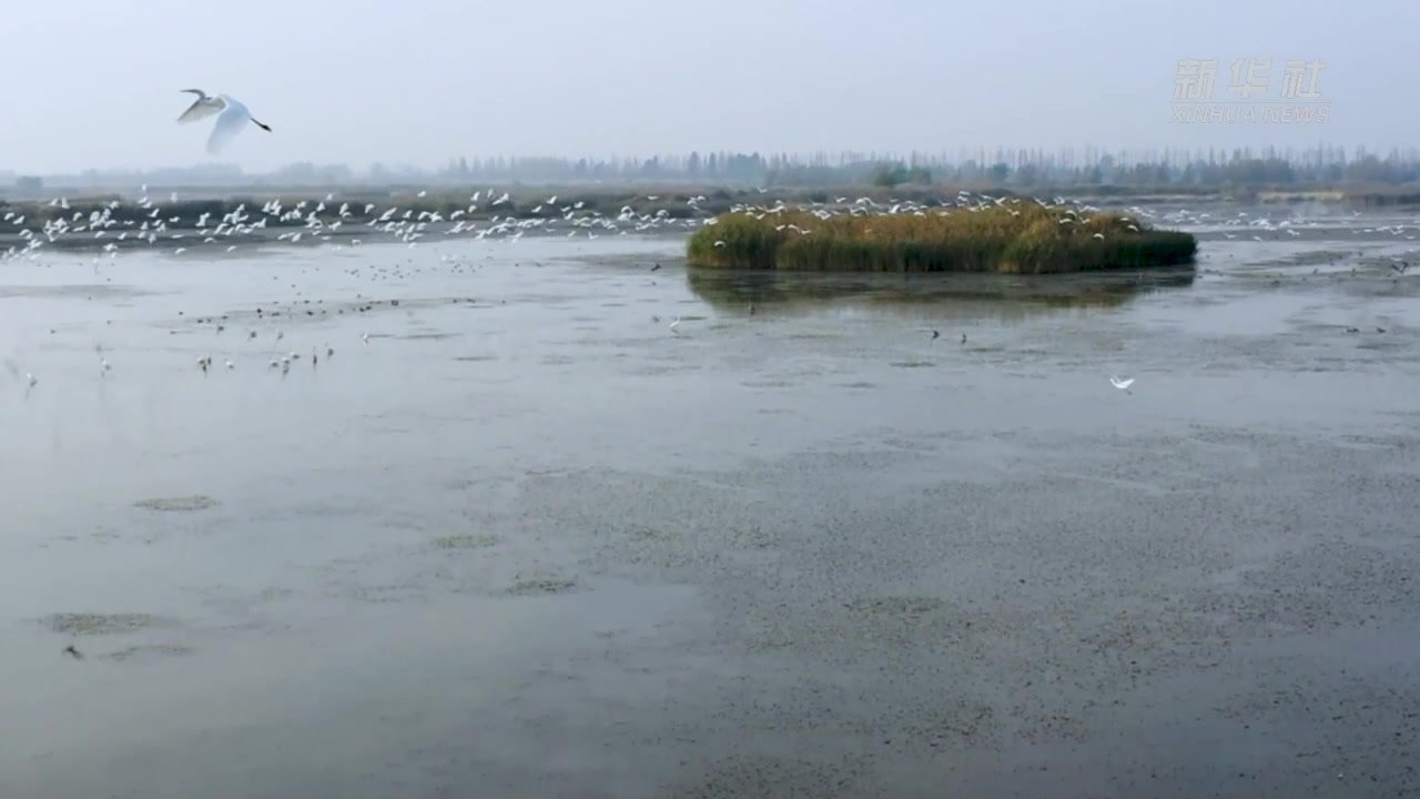 江苏金湖：高邮湖湿地迎来大批珍禽候鸟