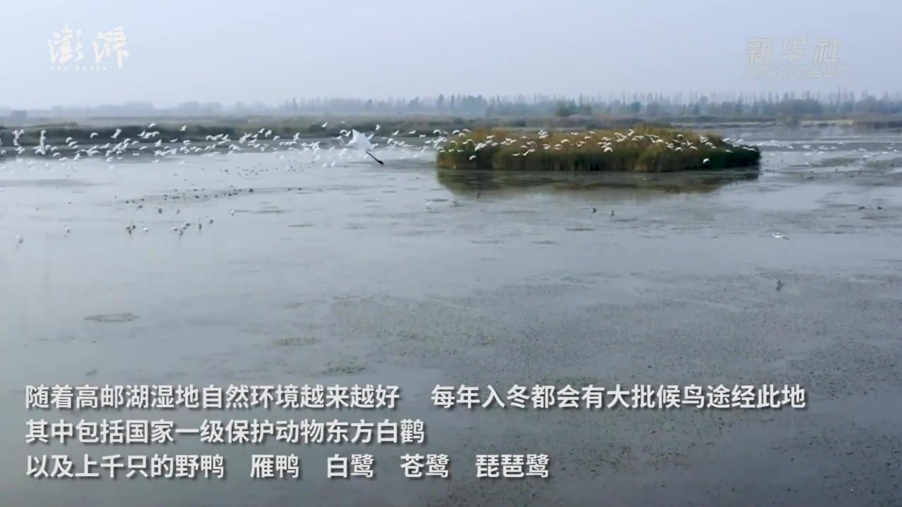 江苏金湖：高邮湖湿地迎来大批珍禽候鸟