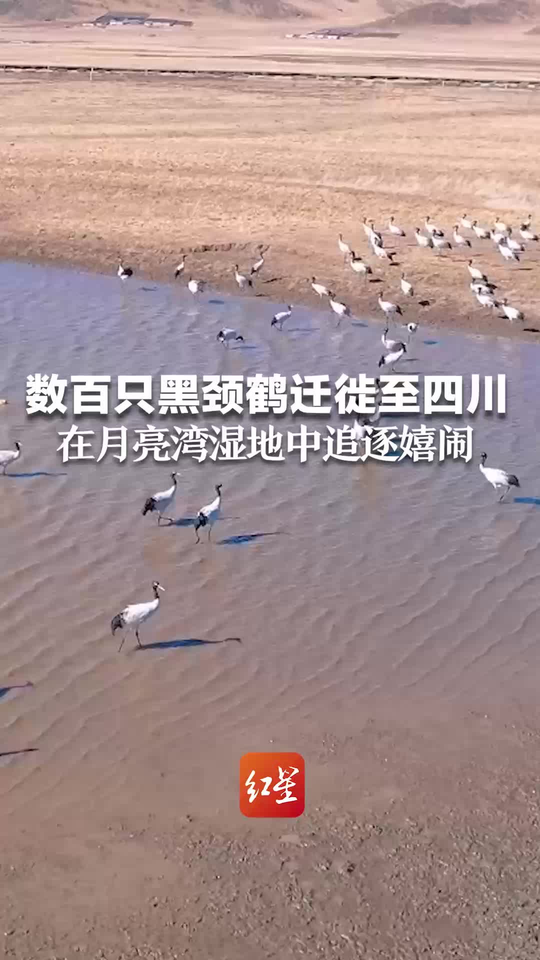 数百只黑颈鹤迁徙至四川，在月亮湾湿地中追逐嬉闹