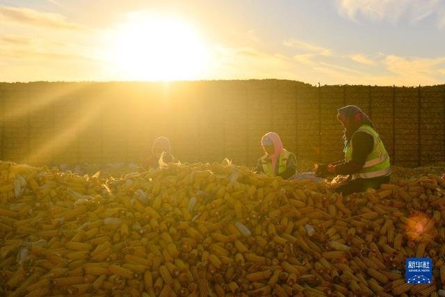 农民在吉林省公主岭市环岭街道土城子村志和农机服务专业合作社内分拣收获的玉米，准备进行下一步的储存工作（11月1日摄）。