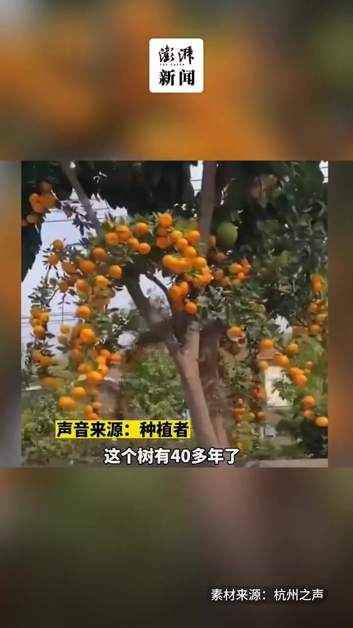 百宝树？杭州一棵嫁接果树结出10多种水果