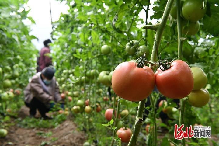 11月16日,在石家庄市栾城区柳林屯村五彩园蔬菜种植基地,菜农正在蔬菜大棚里管理西红柿秧苗。