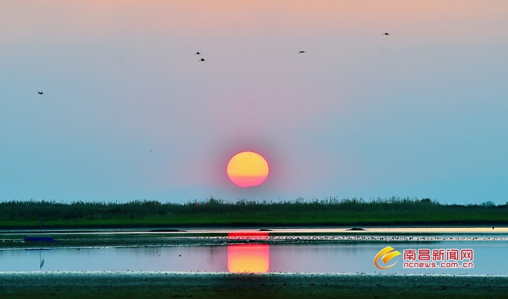 南昌：大美湿地 候鸟翔集