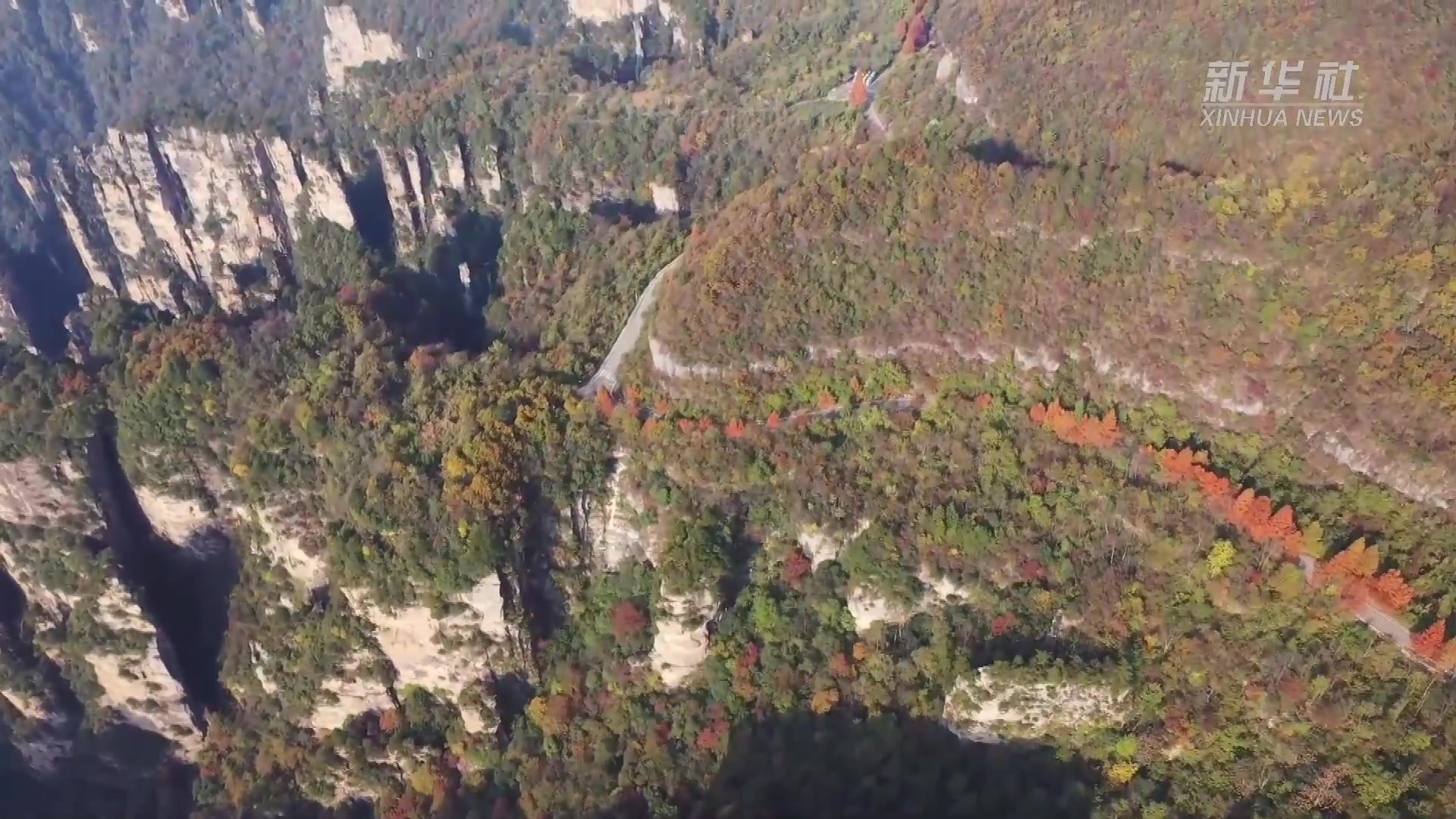 湖南张家界武陵源：层林尽染峰林美