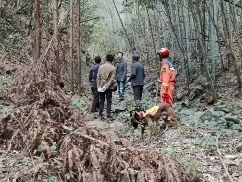 彭泽县一老人进山采药失联近30小时 消防搜救犬2小时找到踪迹