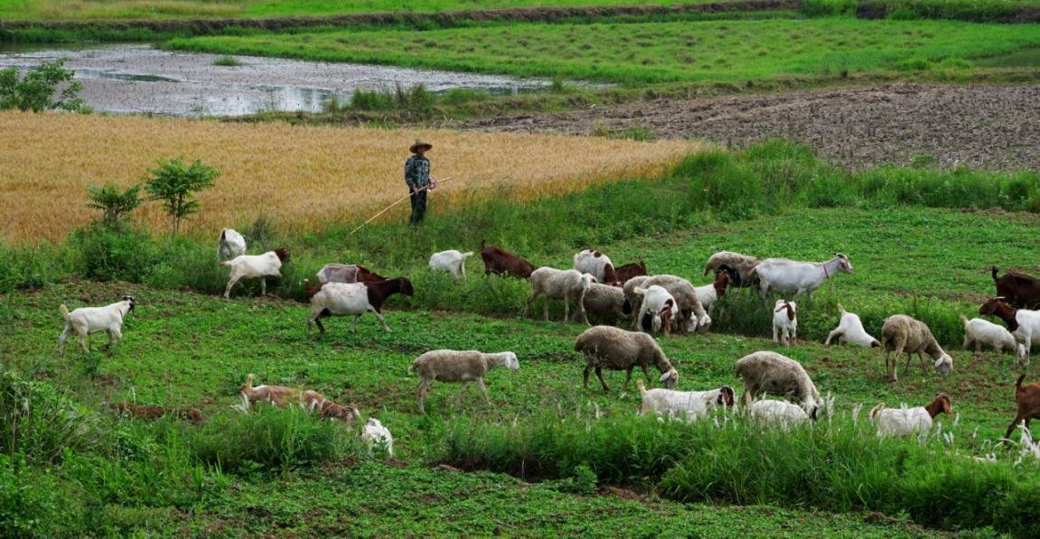 信阳市平桥区:"羊羊小镇"响起乡村振兴"新牧歌"凤凰网河南_凤凰网