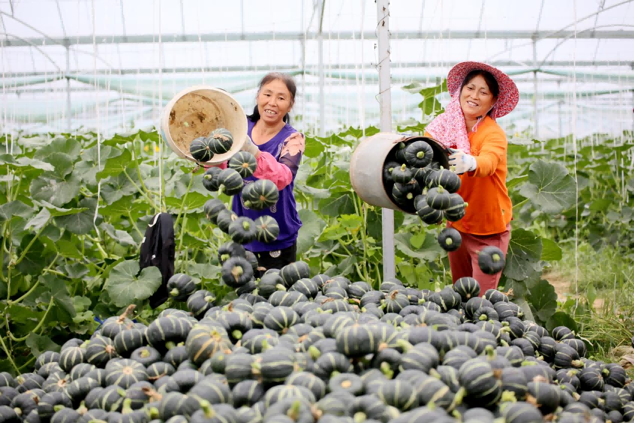 大余县黄龙镇大合村蔬菜种植基地，村民忙着采收贝贝小南瓜供应市场。(叶功富 摄）