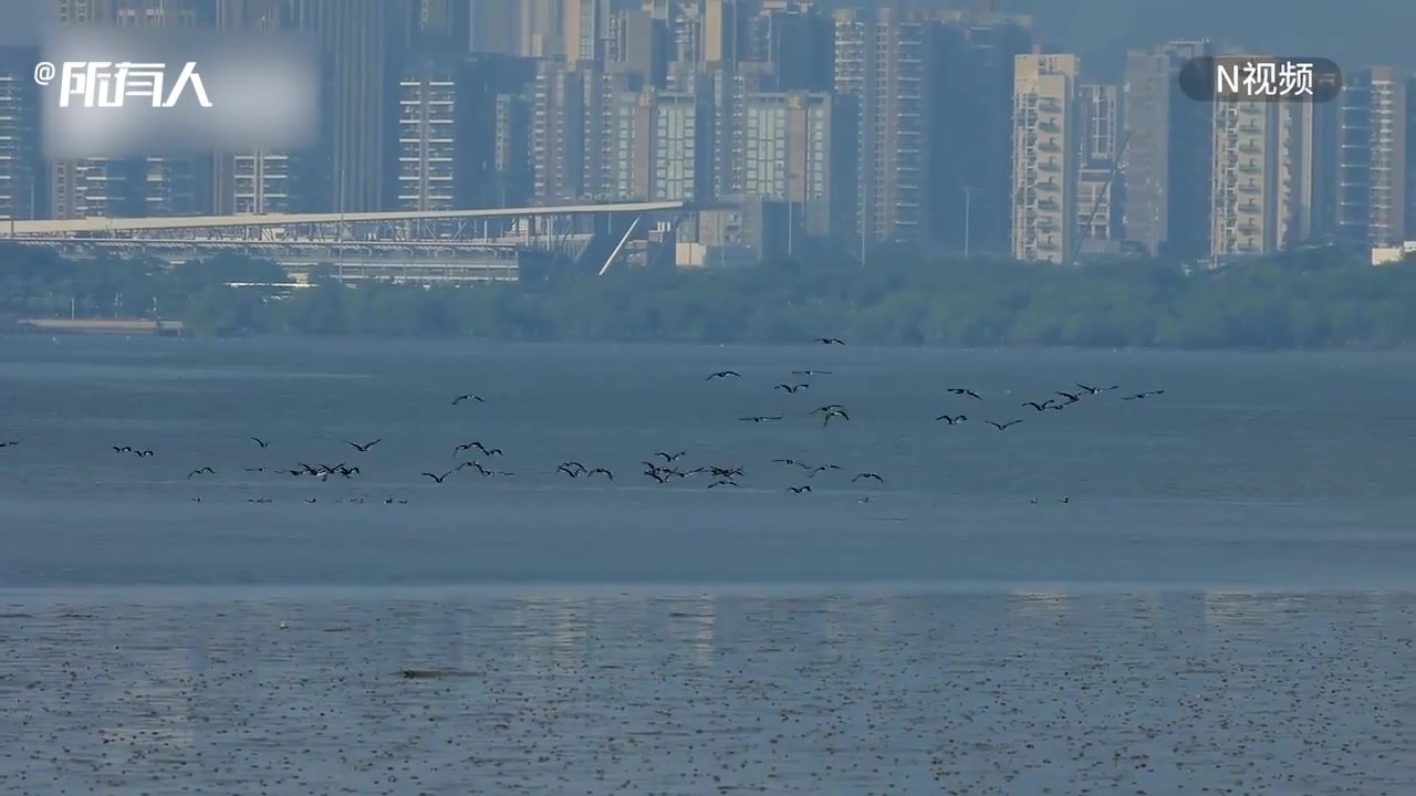 深圳湾红树林：南归候鸟迁徙，万鸟腾飞翔集