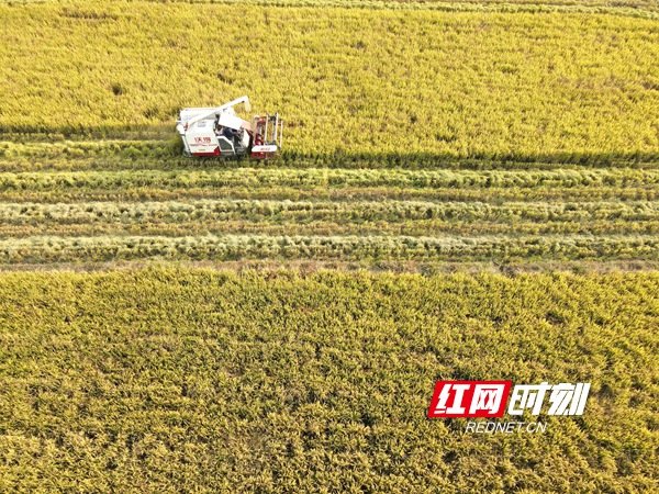 11月6日，湖南省娄底市双峰县梓门桥镇八仙村，农民驾驶农机在收割晚稻。 (3)_副本.jpg