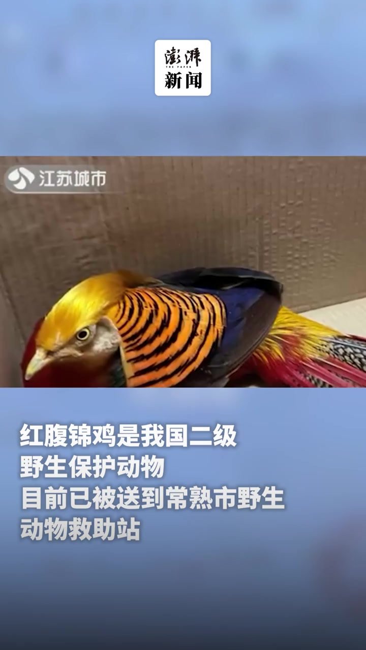 红腹锦鸡披七彩华羽飞入常熟一工厂被误认成“凤凰”