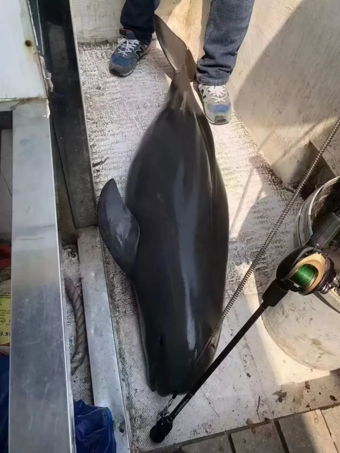 网传疑似非法捕捞江豚的图片。 图片源自网络
