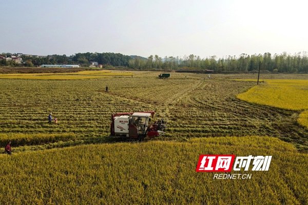 11月6日，湖南省娄底市双峰县梓门桥镇合心村，农民驾驶农机收割晚稻。_副本.jpg