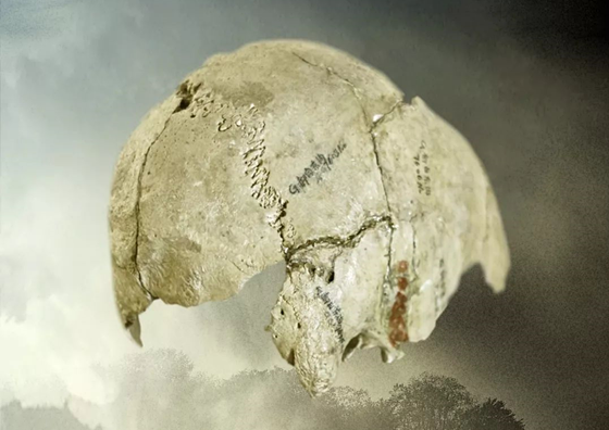 泾川人”头盖骨化石 资料图片