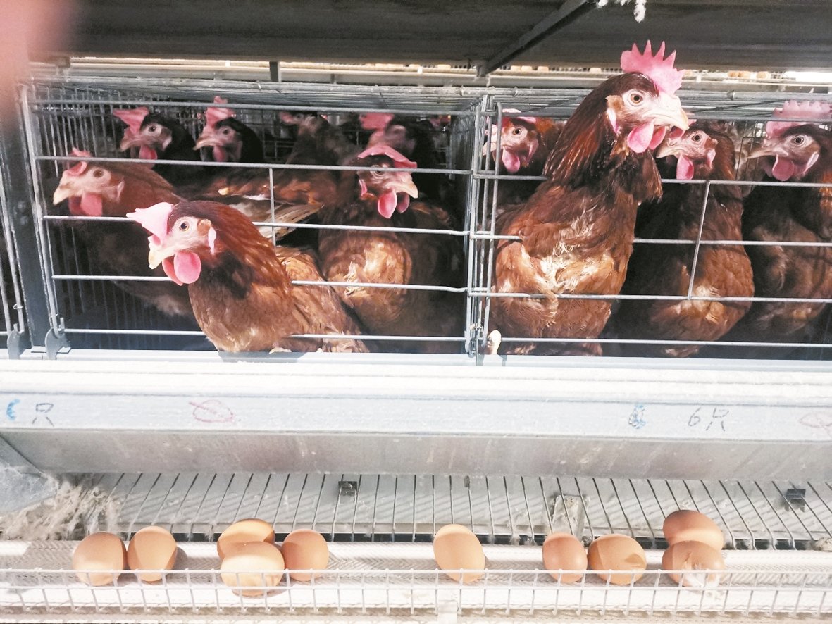 9月2号放养土鸡，来些50天的照片，哈哈哈。 - 通风/环控/鸡舍建设专区 鸡病专业网论坛