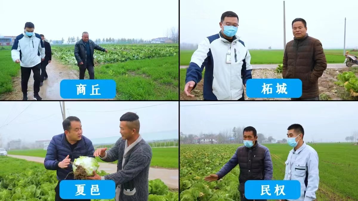 河南一爱心企业准备100万元解决菜农滞销，所售资金再次用于助农