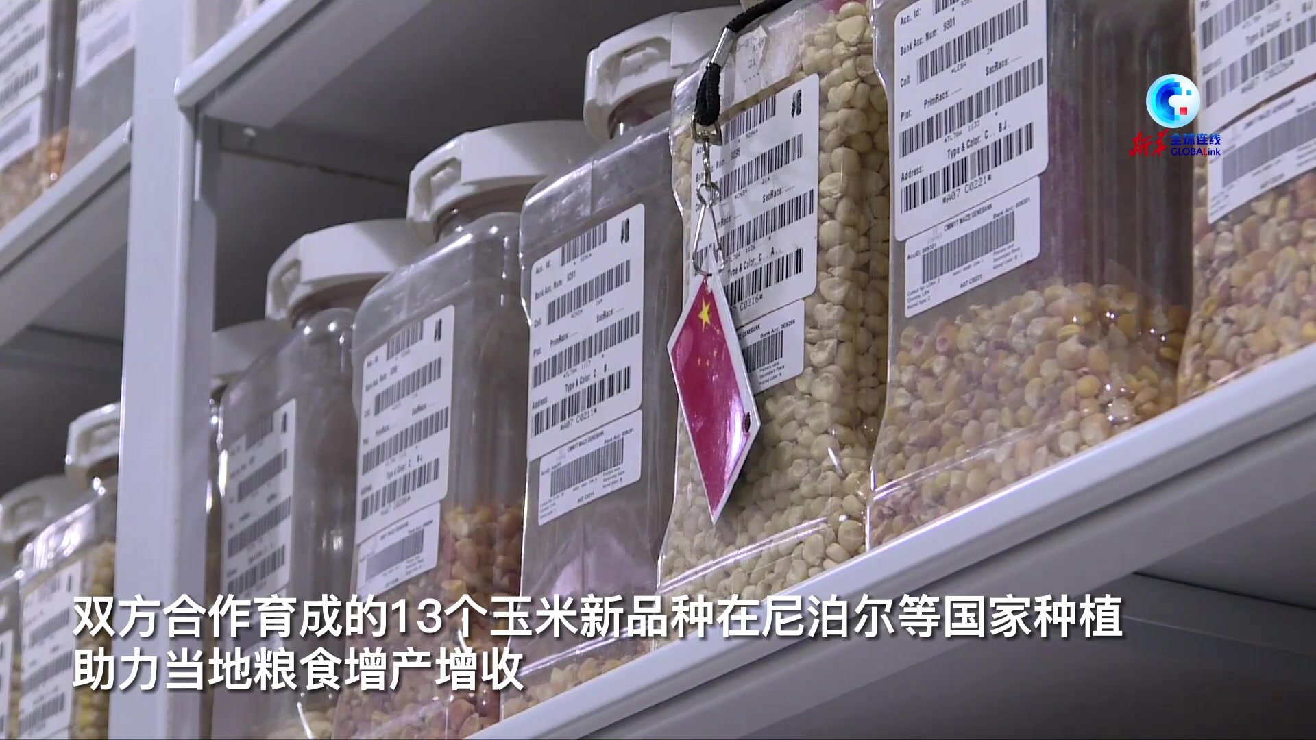 全球连线｜助力粮食增产增收——中国与国际玉米小麦改良中心的双赢合作